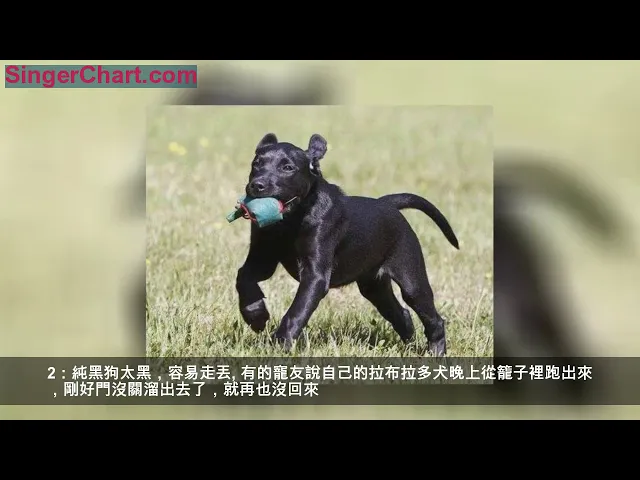 純黑色拉布拉多犬為什麼少有人養?一般人都擔心這4點